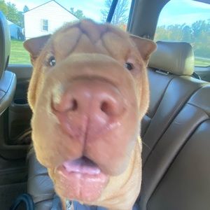 Meet your Posher, Mya